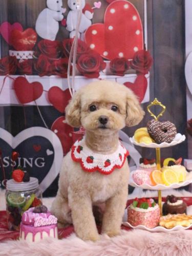 20250212ぽっきーくん